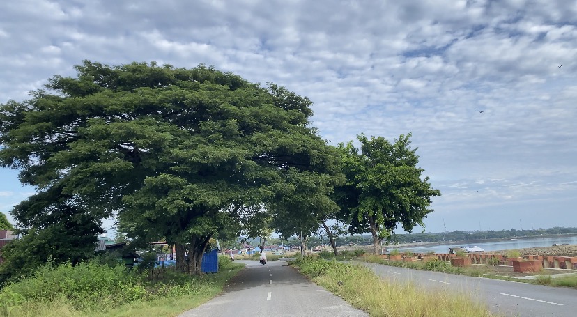 Daun Tidak Bergerak Saat Lebaran, Mitos atau Fakta?