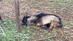 Pasar Kambing Kurban di Kendari Kurang Bergairah