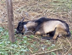 Pasar Kambing Kurban di Kendari Kurang Bergairah