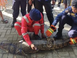 Seekor Buaya Naik ke Pemukiman Warga di Lorong Gembol Kendari, Damkar Lakukan Evakuasi
