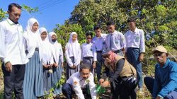 Tanam Bibit Baru, AMI Libatkan Pelajar dan Warga Jaga Kelestarian Jeruk Siompu