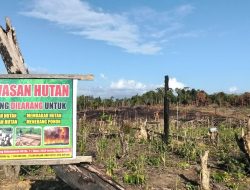 Warga Laporkan Dugaan Perusakan Kawasan Hutan di Konkep, Dishut Sultra Lakukan Inventarisasi